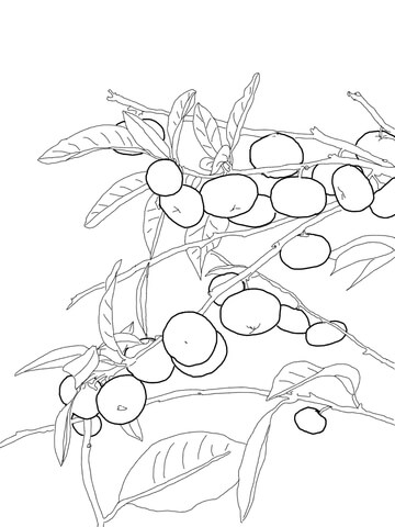 Mandarin Orange Tree Coloring Page